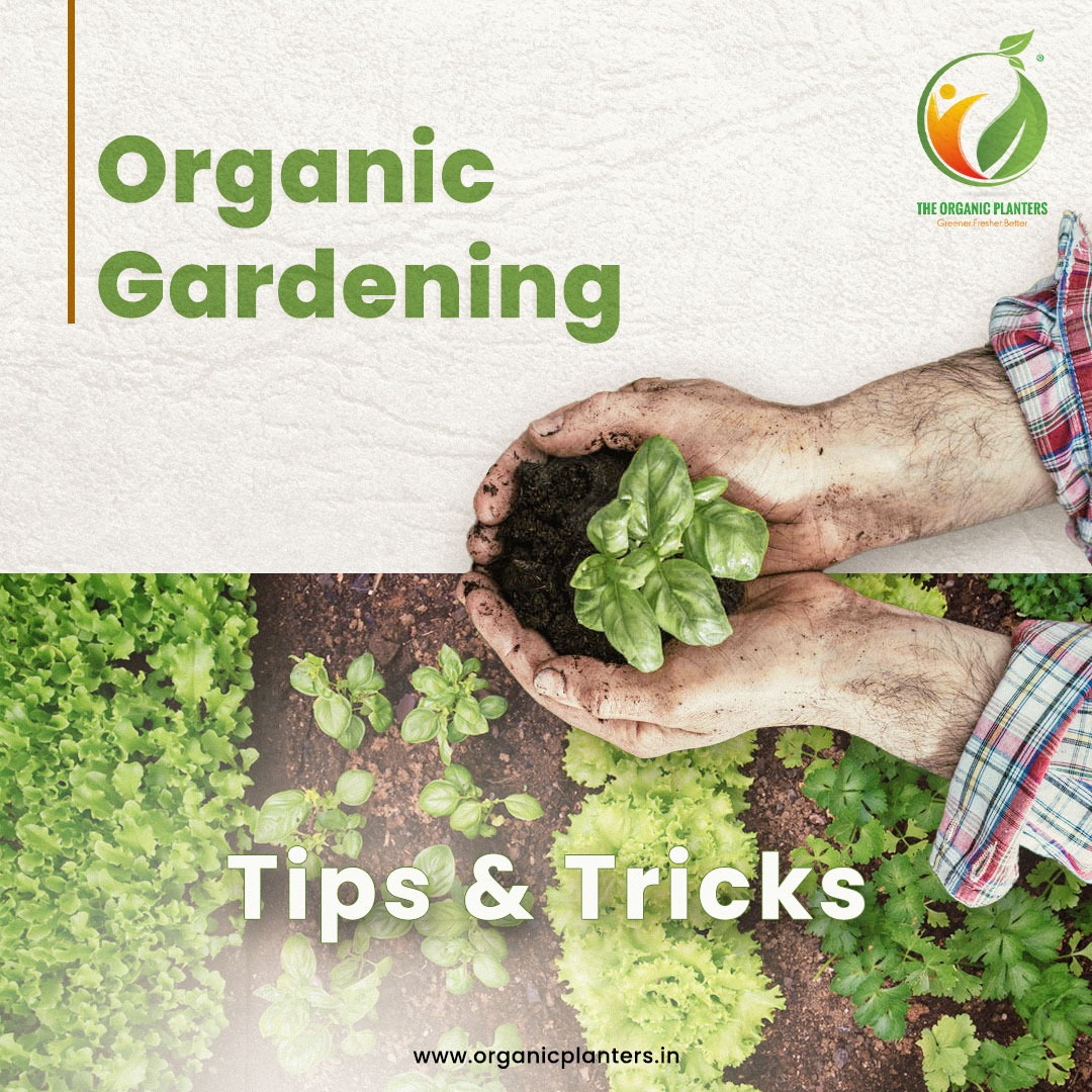 Organic Gardening Tips & Tricks