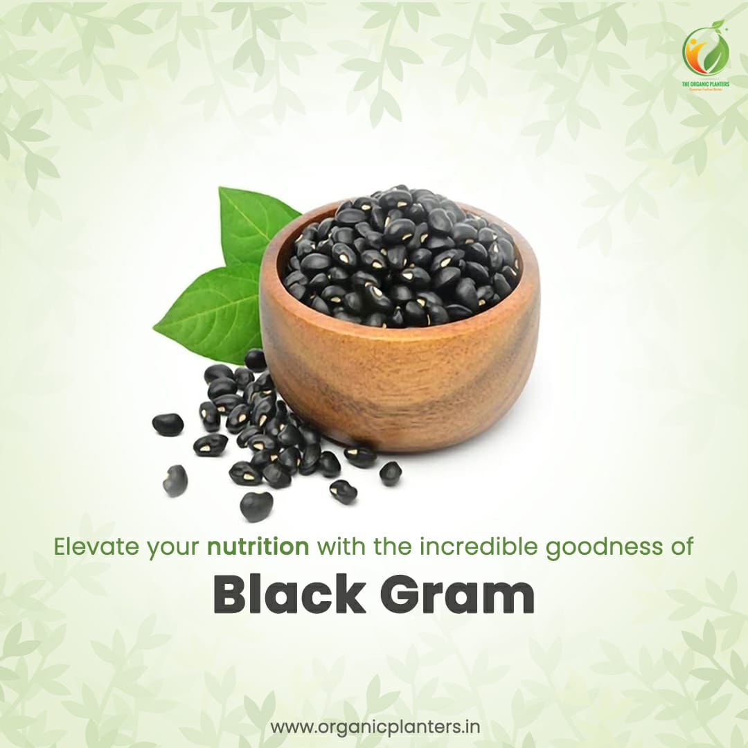 Organic Black Gram Health Benefits